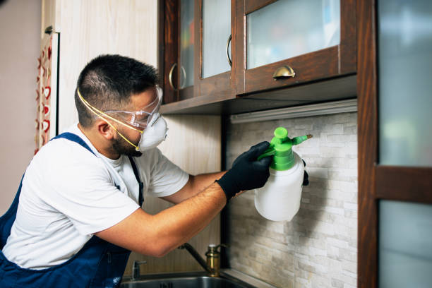 Wasp Removal Services in Krebs, OK